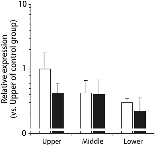 Irinotecan-induced gastrointestinal damage alters the expression of peptide transporter 1 and absorption of cephalexin in rats