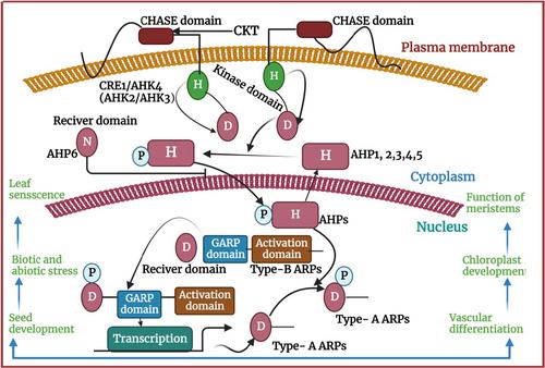 Influence of cultivation practices on the metabolism of cytokinin and its correlation in rice production