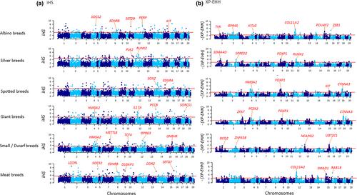 Population genomic structures and signatures of selection define the genetic uniqueness of several fancy and meat rabbit breeds