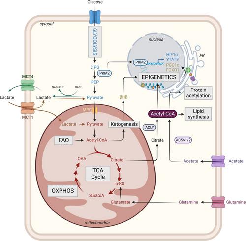 The vitamin B5/coenzyme A axis: A target for immunomodulation?