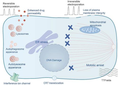 Emerging trends in materials and devices-based electric stimulation therapy for tumors