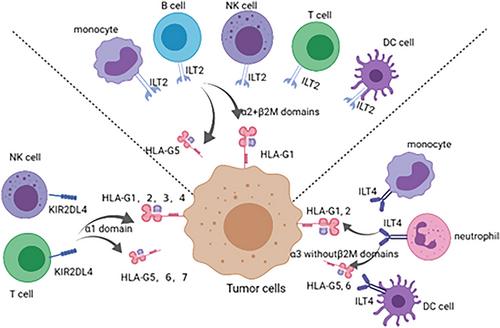 Human leukocyte antigen-G in gynaecological tumours