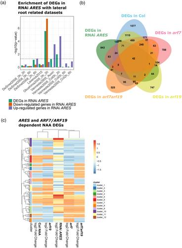 The long intergenic noncoding RNA ARES modulates root architecture in Arabidopsis