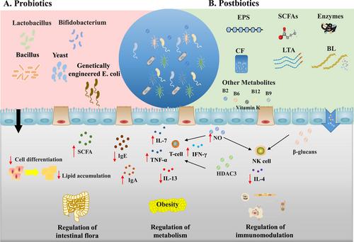 From probiotics to postbiotics: Concepts and applications