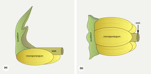 Anomalous pollen cones in Pseudotaxus chienii (Taxaceae): A further support for the pseudanthial origin of the Taxus pollen cone