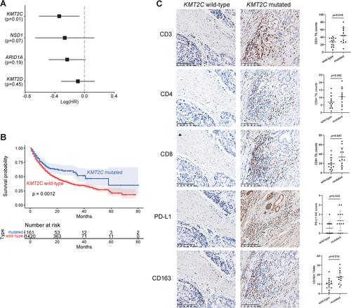 The epigenetic modifier lysine methyltransferase 2C is frequently mutated in gastric remnant carcinoma