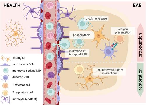 How myeloid cells shape experimental autoimmune encephalomyelitis: At the crossroads of outside-in immunity