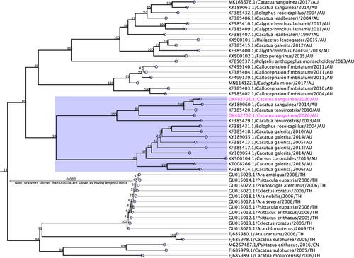 Liver virome of a Little Corella (Cacatua sanguinea) reveals coinfection with a novel parvovirus and two beak and feather disease viruses