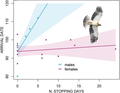 Migrating eagles stopping in the Sahara Desert: Aberrant behaviour or foraging strategy?