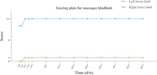 Development of an innovative minimally invasive primate spinal cord injury model: A case report