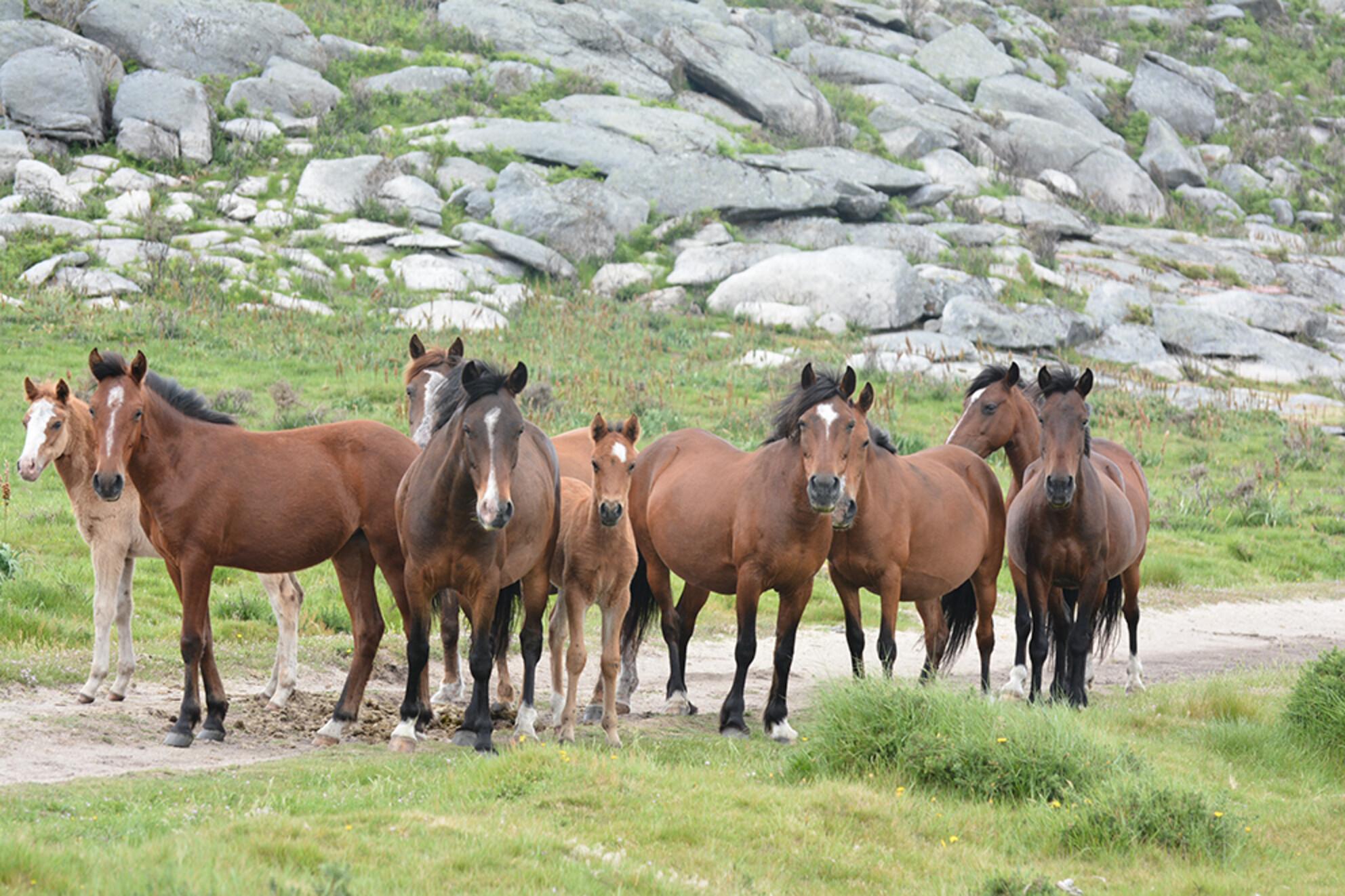 Examining the effect of sociodemographic factors on feral horses' social networks