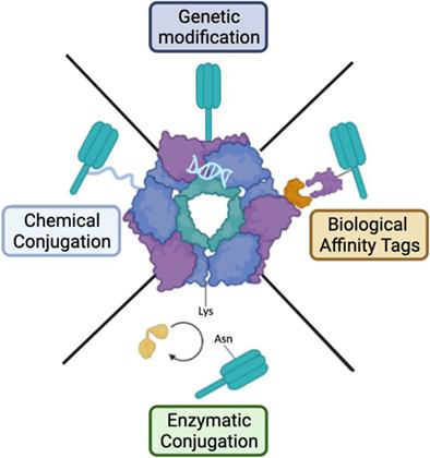 Chemical and biological conjugation strategies for the development of multivalent protein vaccine nanoparticles