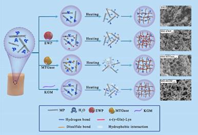 Comparative investigation of various modification methods on Trachypenaeus Curvirostris surimi gel: Gelling properties, rheological behaviors and structure characteristics