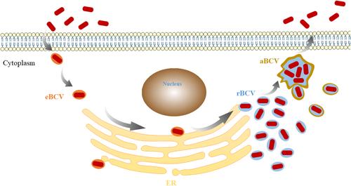 Research progress in the therapy of brucellosis