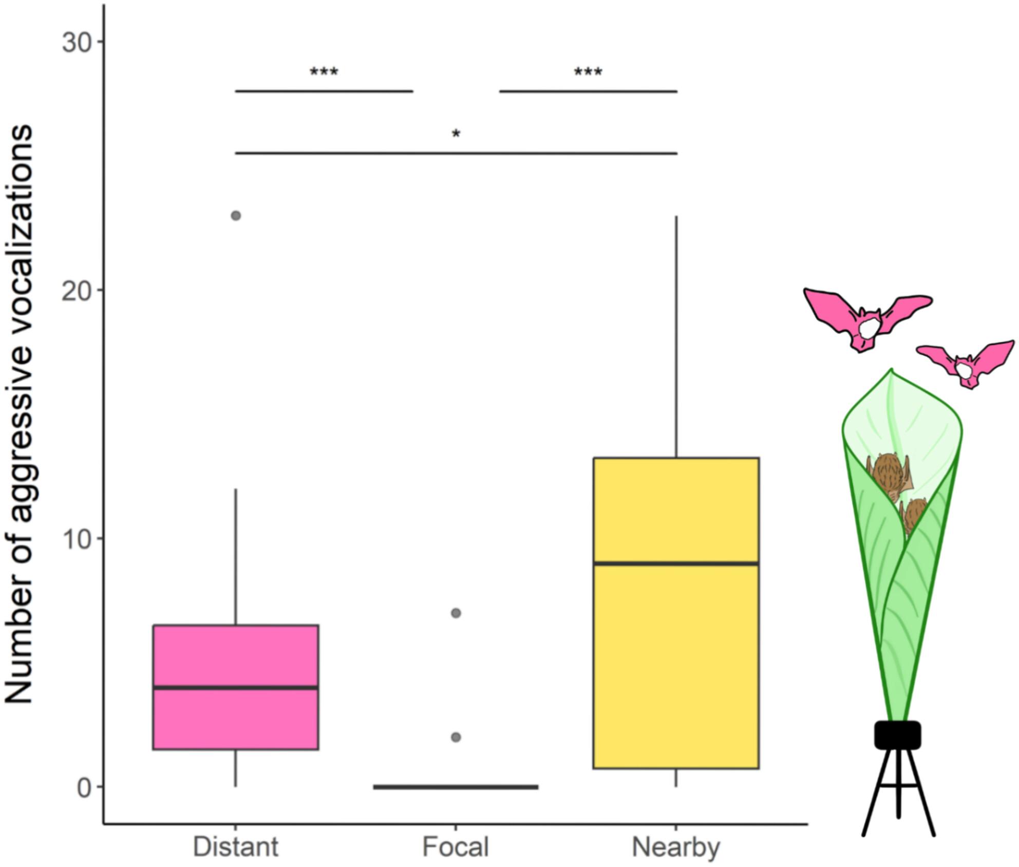 Aggressive vocalizations during intergroup interactions in roost defense in the Spix's disk-winged bat