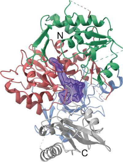 Structural basis for the development of potential inhibitors targeting FadD23 from Mycobacterium tuberculosis