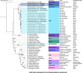 Novel symbiovars ingae, lysilomae and lysilomaefficiens in bradyrhizobia from tree-legume nodules