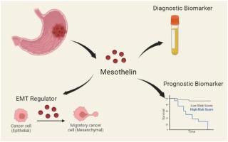 High expression of mesothelin in plasma and tissue is associated with poor prognosis and promotes invasion and metastasis in gastric cancer