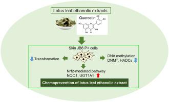 Chemoprevention of lotus leaf ethanolic extract through epigenetic activation of the NRF2-mediated pathway in murine skin JB6 P+ cell neoplastic transformation