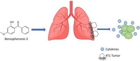 Benzophenone-3 exposure alters composition of tumor infiltrating immune cells and increases lung seeding of 4T1 breast cancer cells