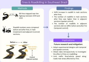 Immediate impact of fires on roadkilling of wild vertebrates on a highway in southeast Brazil