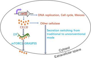 Investigating the cellular functions of β-Glucosidases for synthesis of lignocellulose-degrading enzymes in Trichoderma reesei