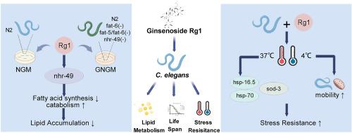 Ginsenosides Rg1 regulate lipid metabolism and temperature adaptation in Caenorhabditis elegans