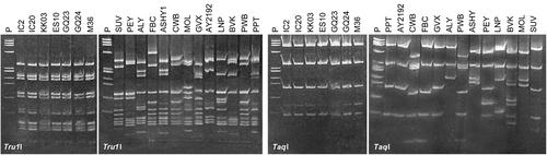 Molecular identification of ‘Candidatus Phytoplasma palmicola’ associated with coconut lethal yellowing in Equatorial Guinea