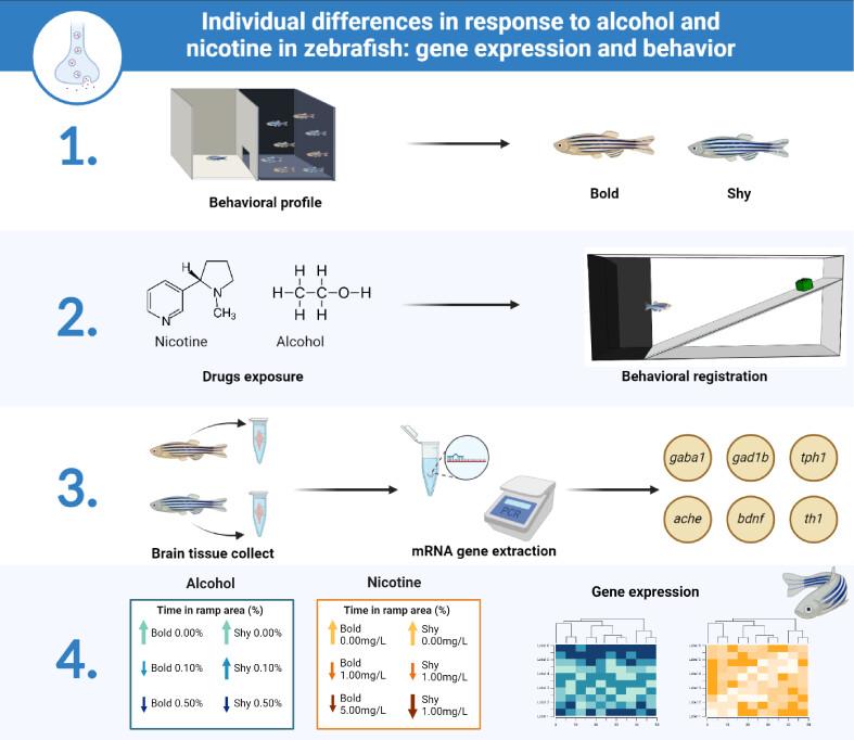 Individual differences in response to alcohol and nicotine in zebrafish: Gene expression and behavior