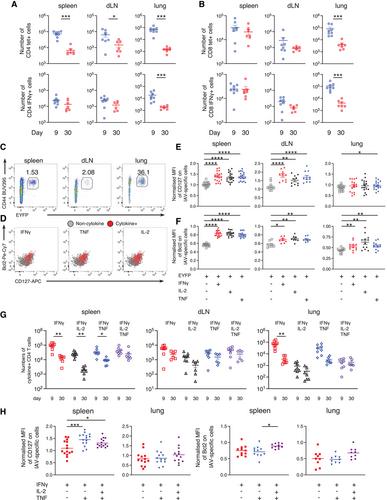 Multifunctional cytokine production marks influenza A virus-specific CD4 T cells with high expression of survival molecules