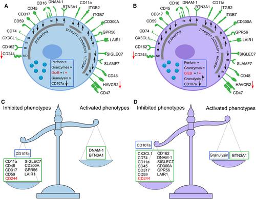 Proteomics reveals a global phenotypic shift of NK cells in HCV patients treated with direct-acting antivirals