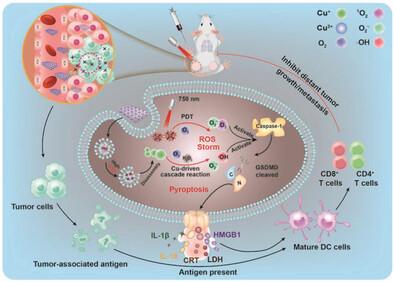 Copper-Bacteriochlorin Nanosheet as a Specific Pyroptosis Inducer for Robust Tumor Immunotherapy