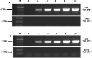 Molecular Marker Assisted Breeding and Development of Bidensovirus Resistant and Thermo Tolerant Silkworm (Bombyx mori) Hybrids Suitable for Tropical Climatic Conditions