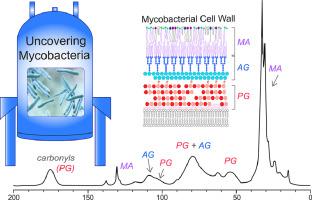 CPMAS NMR platform for direct compositional analysis of mycobacterial cell-wall complexes and whole cells