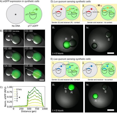 Bidirectional Communication between Droplet Interface Bilayers Driven by Cell-Free Quorum Sensing Gene Circuits**