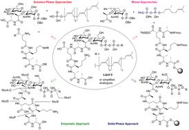 Strategies and tactics for the synthesis of lipid I and II and shortened analogues: functional building blocks of bacterial cell wall biosynthesis