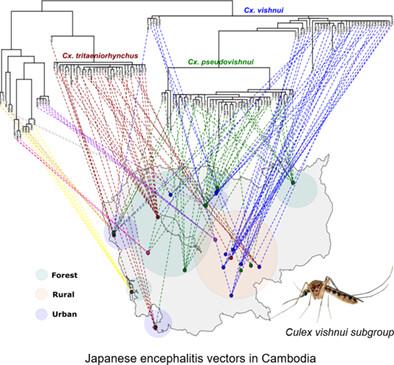 Phylogeny and spatial distribution of Japanese encephalitis virus vector species in Cambodia