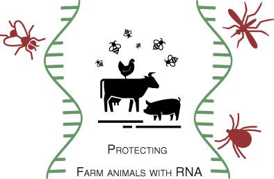 The use of RNA interference for the management of arthropod pests in livestock farms
      L'uso di RNA interferente per il controllo degli artropodi infestanti negli allevamenti