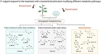 Metabolomic analysis reveals stress tolerance mechanisms in common bean (Phaseolus vulgaris L.) related to treatment with a biostimulant obtained from Corynebacterium glutamicum†