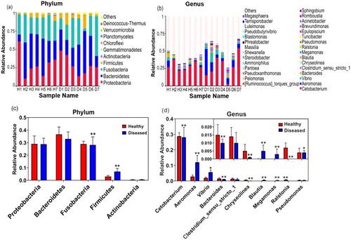 Changes in the intestinal microbiota of farmed northern sheatfish (Silurus soldatovi) associated with natural bacterial infection