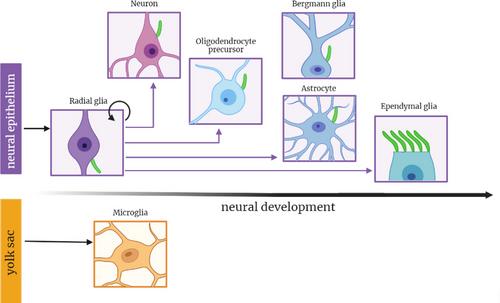 Uncovering cilia function in glial development