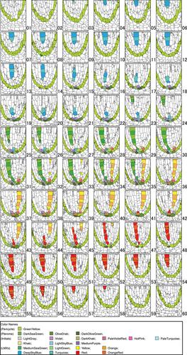 Improved image processing for 3D virtual object construction from serial sections reveals tissue patterns in root tips of Zea mays