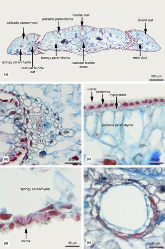 Morphology and anatomy of leaves and vegetative shoots in Calocedrus Kurz (Cupressoideae, Cupressaceae s.str.) in the light of species identification