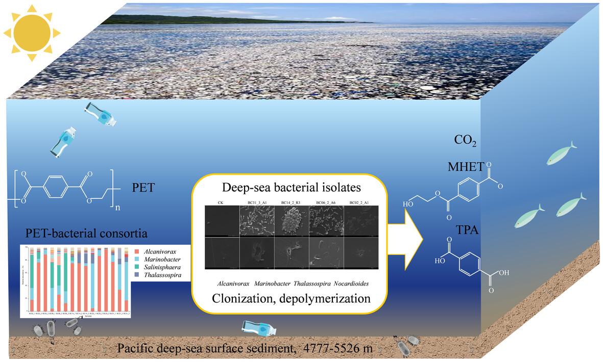 Biodegradation of polyethylene terephthalate (PET) by diverse marine bacteria in deep-sea sediments