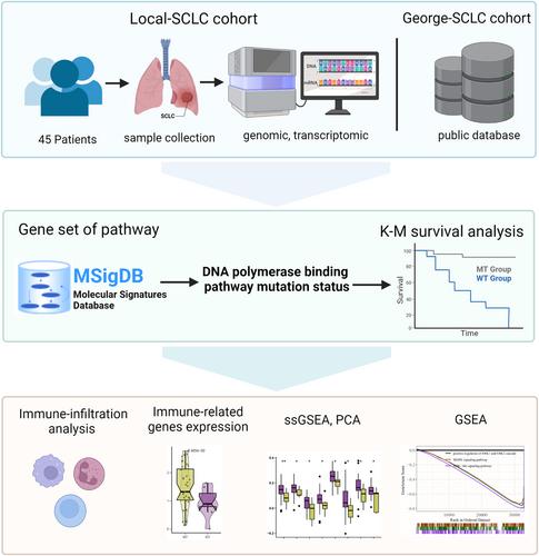 Mutations in the DNA polymerase binding pathway affect the immune microenvironment of patients with small-cell lung cancer and enhance the efficacy of platinum-based chemotherapy