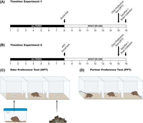 Partner-seeking and limbic dopamine system are enhanced following social loss in male prairie voles (Microtus ochrogaster)