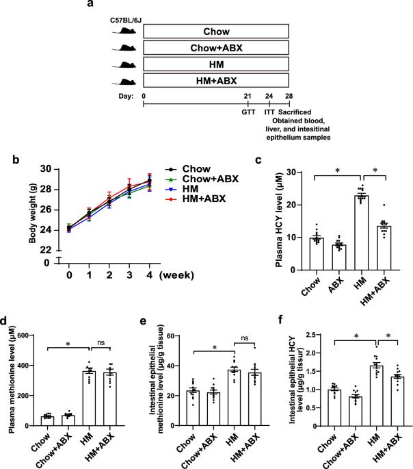 Ablation of the gut microbiota alleviates high-methionine diet-induced hyperhomocysteinemia and glucose intolerance in mice