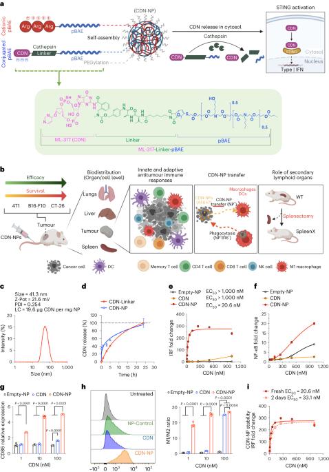 Investigation of the enhanced antitumour potency of STING agonist after conjugation to polymer nanoparticles