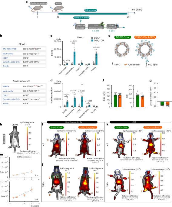 Transport by circulating myeloid cells drives liposomal accumulation in inflamed synovium