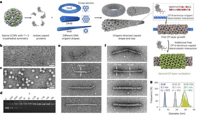 DNA-origami-directed virus capsid polymorphism